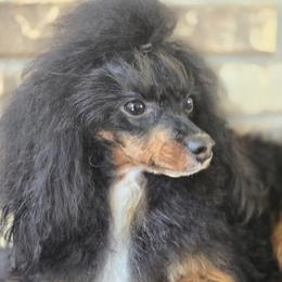 Birdie - Poodle