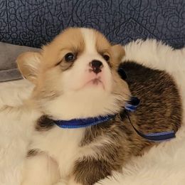 Pembroke Welsh Corgis from Schmitz Farms