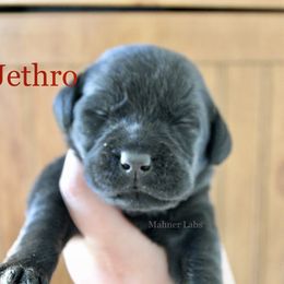 3rd pick Black - Black male Labrador Retriever puppy in Tomahawk, Wisconsin from Mahner Labs