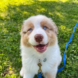 Australian Shepherd Puppies from FireHart Aussies