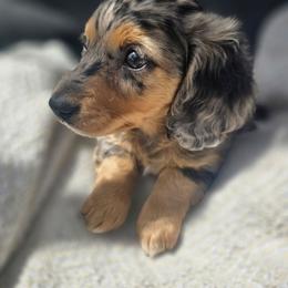 River - Dapple male Dachshund puppy in Riverdale, Utah from Holly Jolly Dachshunds