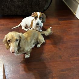 Oakleigh - Dachshund
