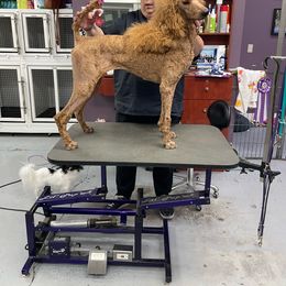 Envie - Poodle