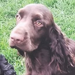 Saba - Field Spaniel