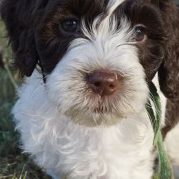 Goldendoodle Puppies from Music City Goldendoodles