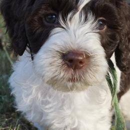 Goldendoodle Puppies from Music City Goldendoodles