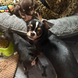 Cocoa Puff - Chihuahua
