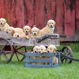 Golden Retriever puppies from MyKy Puppies