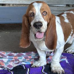 William - Basset Hound