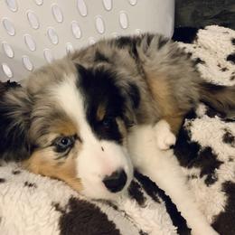 Australian Shepherd Puppies from Wild Meadow’s Aussies