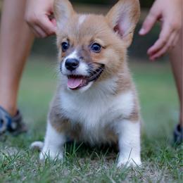 Honey - Sable female Pembroke Welsh Corgi puppy in Star City, Arkansas from Say When Corgi Co.