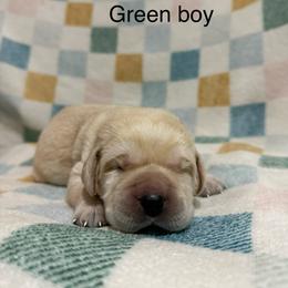 Green boy - Yellow male Labrador Retriever puppy in Corning, California from Raven's Labradors