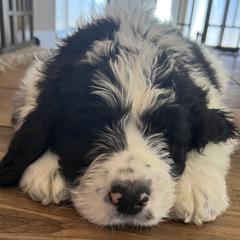 Saint Berdoodle Puppies from Badland St. Berdoodles LLC