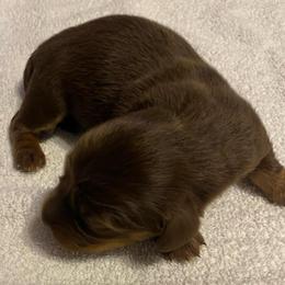 WILLOW CKC REGISTERED FULL RIGHTS - Chocolate female Dachshund puppy in Elizabethtown, Kentucky from Teeny Tiny Puppy Tails
