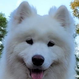 Cha Cha - Samoyed