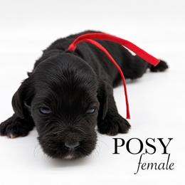 Posy - Black and white female Cockapoo puppy in Claremont, North Carolina from Magnolia Grove Farms