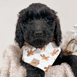 Midnight Mint - Black Goldendoodle puppy in Lagrange, Ohio from Sweet Magnolia Doodles and The Magnolia Golden Retrievers