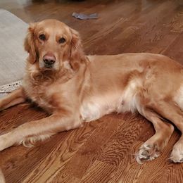 Oakley - Golden Retriever