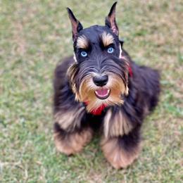 Punkin’ - Miniature Schnauzer