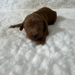 Tucker - Parti male Goldendoodle puppy in Wever, Iowa from JK Royal Lines