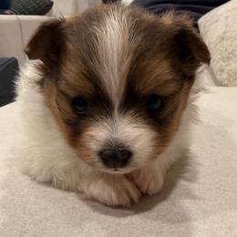 Pomeranian Puppies from ThePomPack