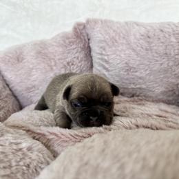 Girl 1 - female French Bulldog puppy in Walnut, California from Flores Frenchies
