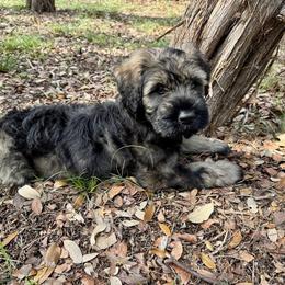 Howie DeWitt - Pepper and salt male Giant Schnauzer puppy in Pearland, Texas from K & S Schnauzers