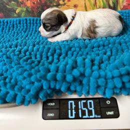 Brandon - Parti male Maltipoo puppy in Lawrenceburg, Tennessee from LUV Poodles and Maltipoos