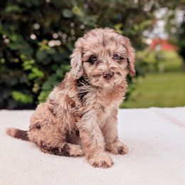 Rocky Road - Merle male Bernedoodle puppy in Sparta, Missouri from Sis' Doodles & Poodles