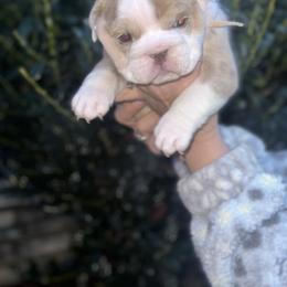 Princess Fiona - Fawn female Bulldog puppy in Plano, Texas from Dallas Finest Bulldogs