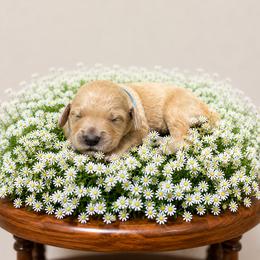 Girl 7 - Cream female Goldendoodle puppy in Fairmount, Georgia from Muscadine Meadows Farm