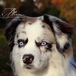Cali - Australian Shepherd