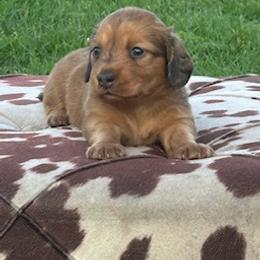Fancy - Red female Dachshund puppy in Oklahoma from Rockin’ S Kennel