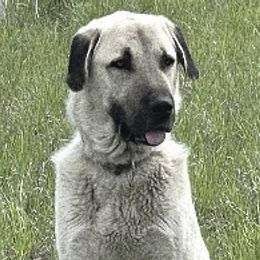 Anatolian Shepherd Dogs from Wild Rooster Family Farm