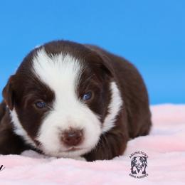Gabby - Red tri female Miniature Australian Shepherd puppy in Weeki Wachee, Florida from Arlington's Mini Aussies