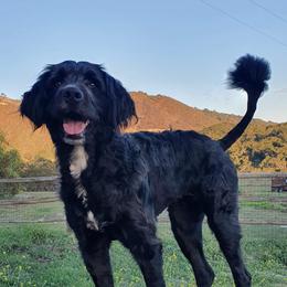 Daisy - Bernedoodle