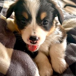 Benedict - White and black male Pembroke Welsh Corgi puppy in Vonore, Tennessee from Corntassle Corgis