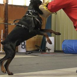 Doberman Pinschers from Dom Feliksa Dobermanns