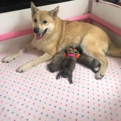 Norwegian Buhund Puppies from Trollheimen Kennel