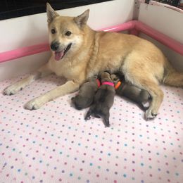 Norwegian Buhund Puppies from Trollheimen Kennel
