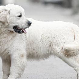 Fenya - Golden Retriever