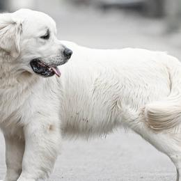 Fenya - Golden Retriever
