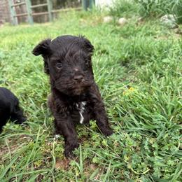 Hottie chocolate - Liver male Miniature Schnauzer puppy in Groesbeck, Texas from Ranch 4M