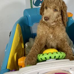Boy 4 - Red  Poodle puppy in Florida from Gwen's Poodles