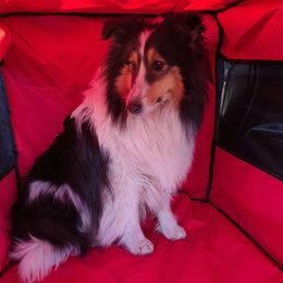 Jade - Shetland Sheepdog