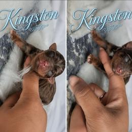 Kingston - Chocolate and tan male Yorkshire Terrier puppy in North Chesterfield, Virginia from YorkieLover