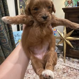Girl 3 - Red  female Goldendoodle puppy in Meridian, Mississippi from Magnolia Poodles and Doodles