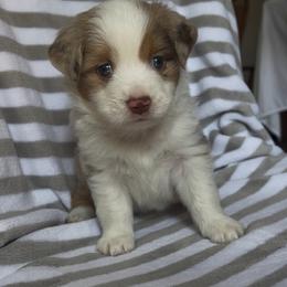 Washington - Red merle male Miniature Australian Shepherd puppy in Lincoln, Nebraska from Husker Mini Aussies