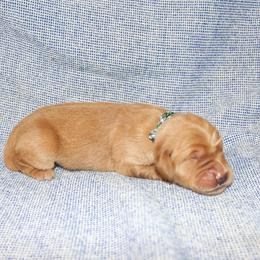 Sebastian - Golden male Golden Retriever puppy in New Weston, Ohio from Bertke AKC Golden Retrievers and Bernese Mountain Dogs