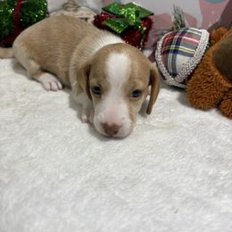 Cream piebald dapple female - Piebald female Dachshund puppy in Pleasant Plains, Arkansas from JGBs Dachshunds